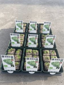 Afbeelding van Bio Amsoi